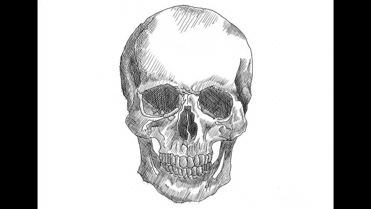 1280x720 Skull (How To Cross Hatch) Ipad Pro - Cross Hatching Sketch