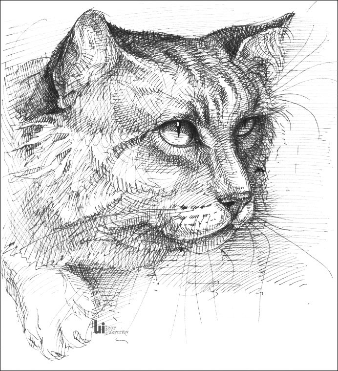 692x759 Another Cat Drawing (Cross Hatching Technique) - Cross Hatching Sketch