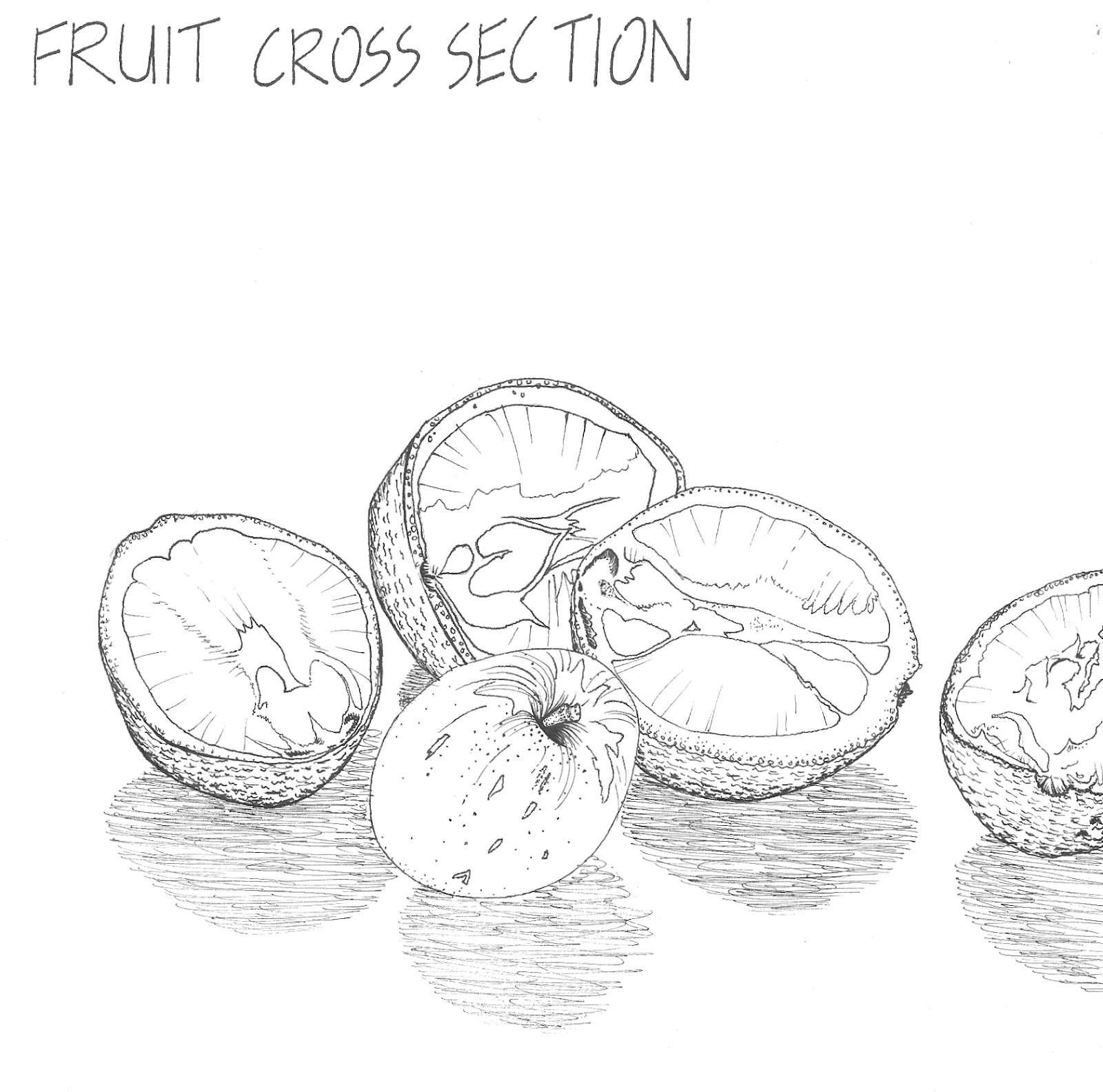 1600x1584 Oranges And Apple Cross Section Designs By Linnea - Cross Section Sketch