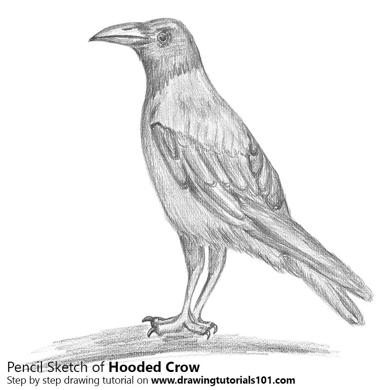 800x800 Hooded Crow Pencil Drawing - Crow Pencil Sketch
