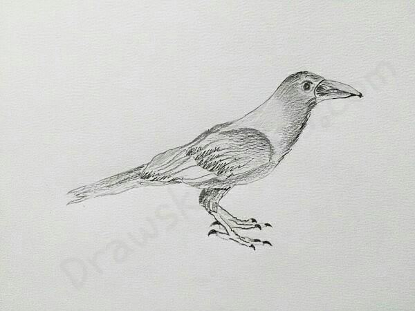600x450 How To Draw A Crow In A Few Easy Steps With Pictures - Crow Pencil Sketch