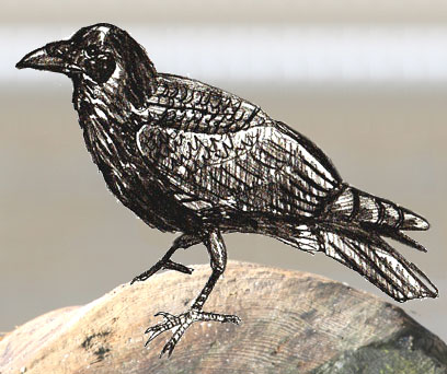 408x342 How To Draw A Crow - Crow Pencil Sketch