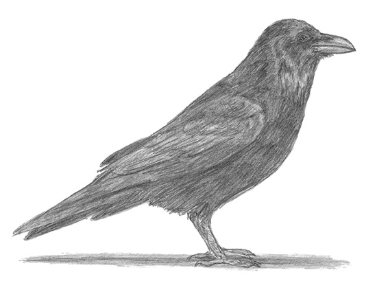 550x425 How To Draw A Raven (Or Crow) - Crow Pencil Sketch