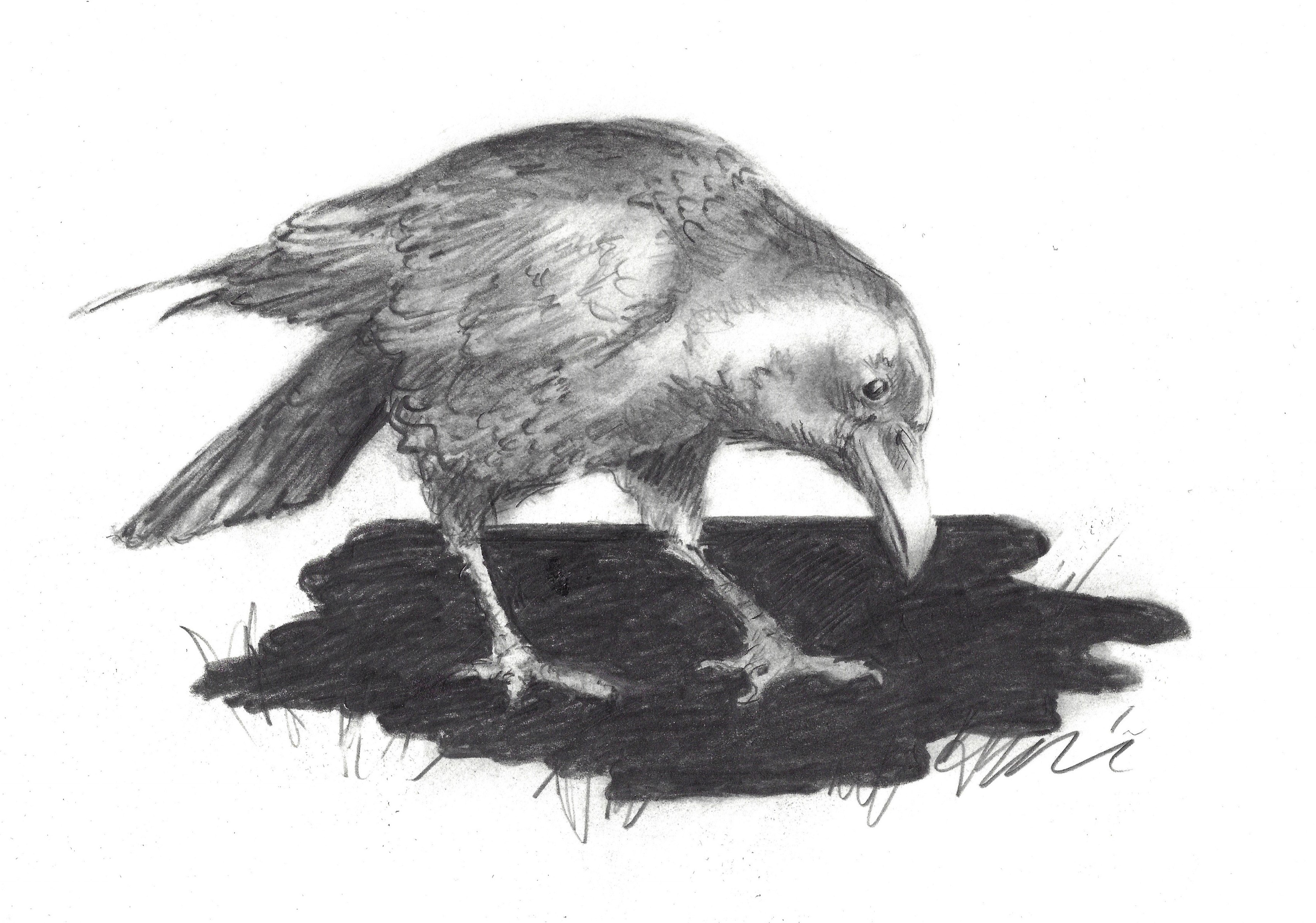 3438x2412 Jacki Kellum - Crow Pencil Sketch
