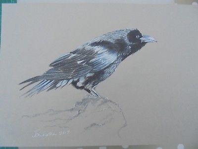 400x300 Original Signed Pencil Drawing Crow - Crow Pencil Sketch