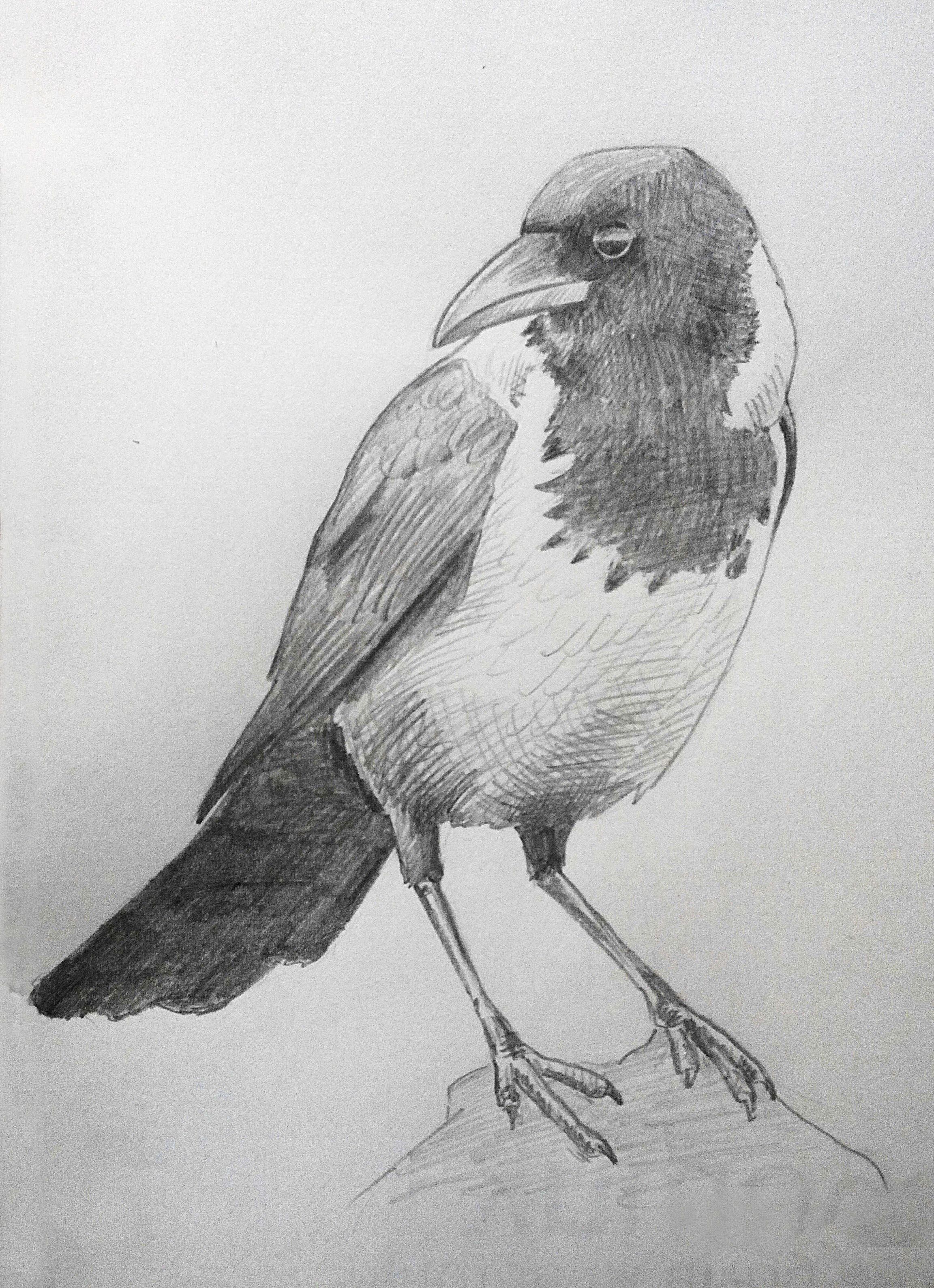 Crow Pencil Sketch at Explore collection of Crow