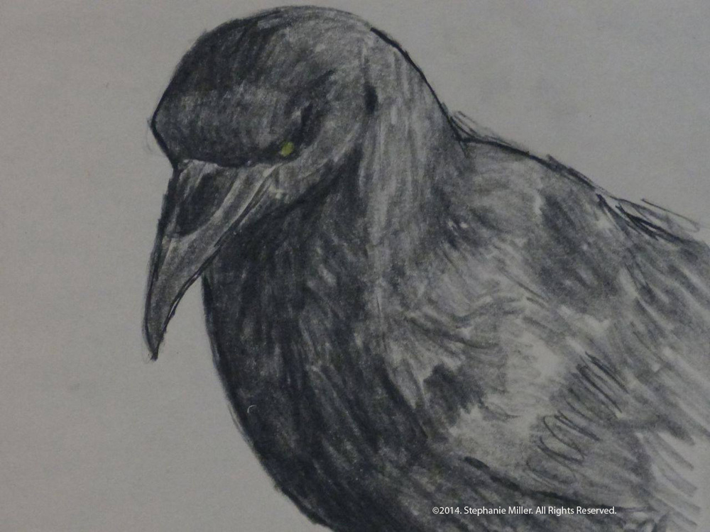 1000x750 The Two Minute Sketch Stephanie Miller - Crow Pencil Sketch