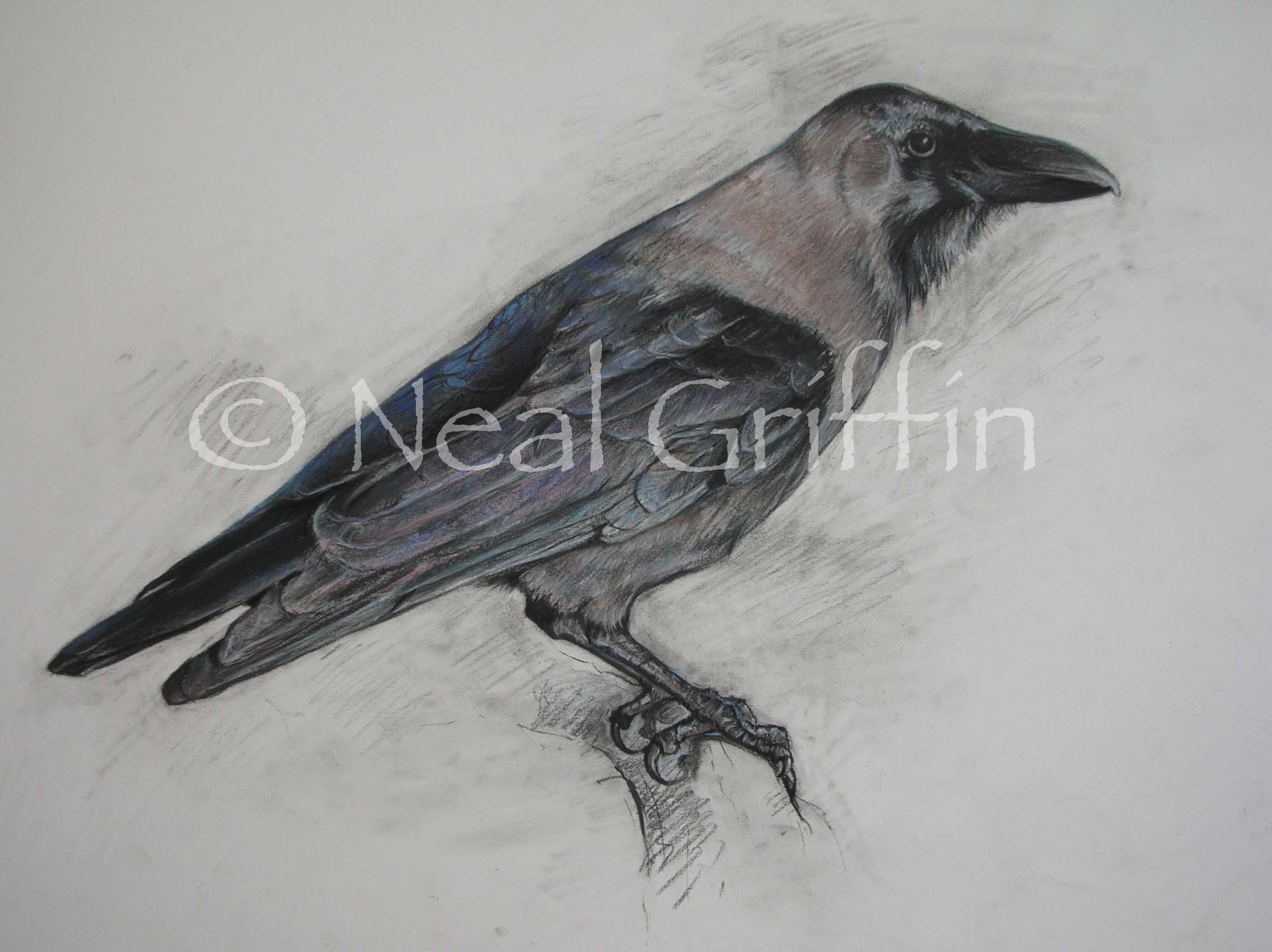 2288x1712 Wildlife Drawings - Crow Pencil Sketch