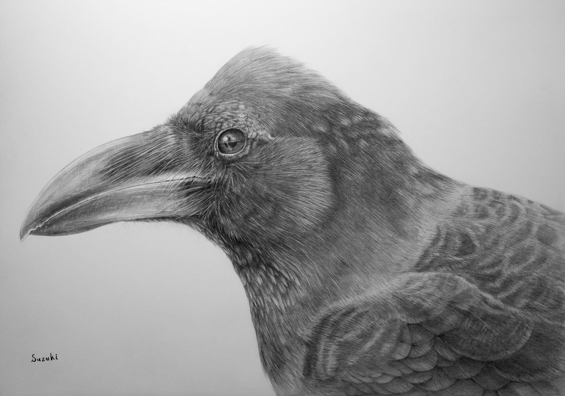  Crow Pencil Sketch at PaintingValley.com Explore collection of Crow 