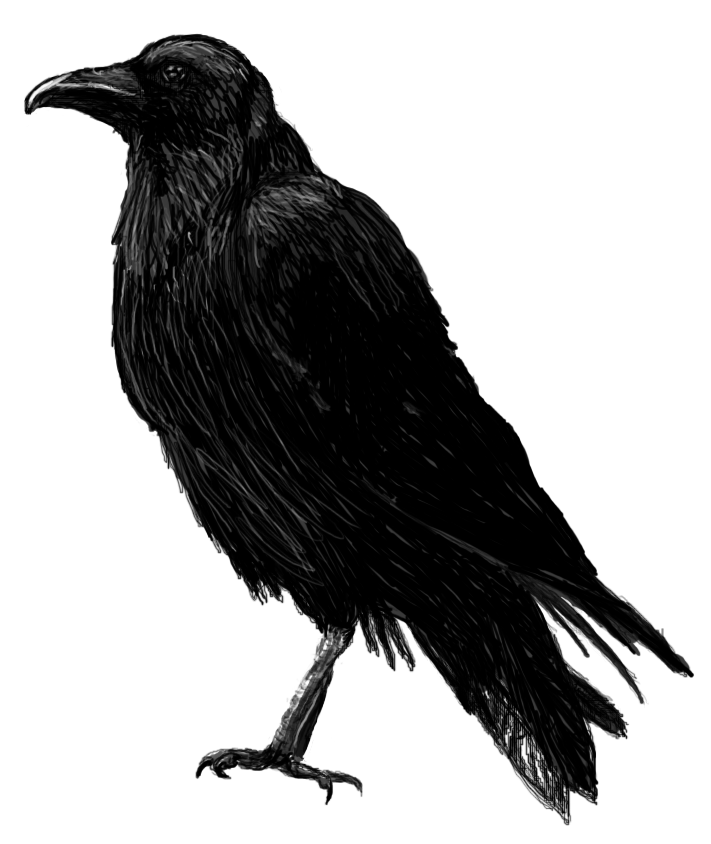 711x844 Crow Sketch Inspiration Amp Art Sketches, Crow And - Crow Sketch