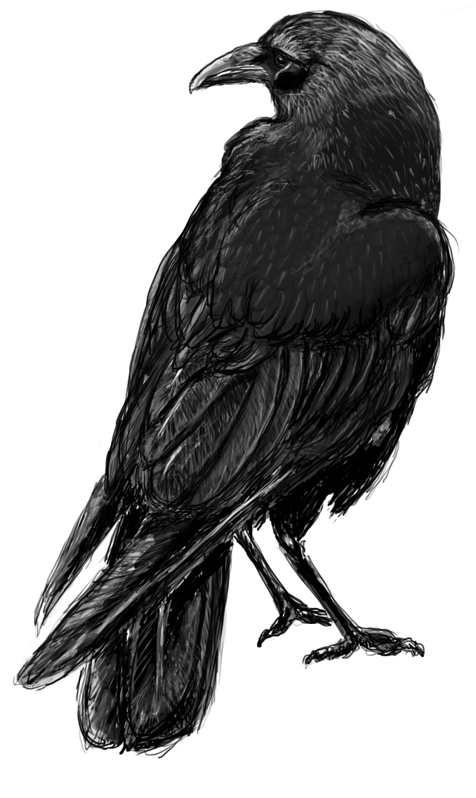678x1137 Digital - Crow Sketch