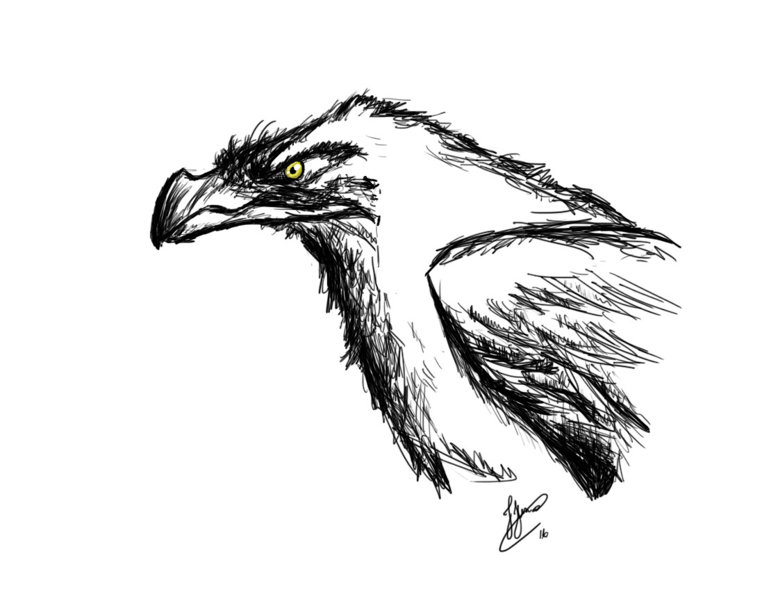 1120x875 Junior Alves - Crow Sketch
