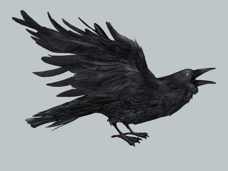800x600 Pale Eyed Crow Sketch By Alan Brown - Crow Sketch