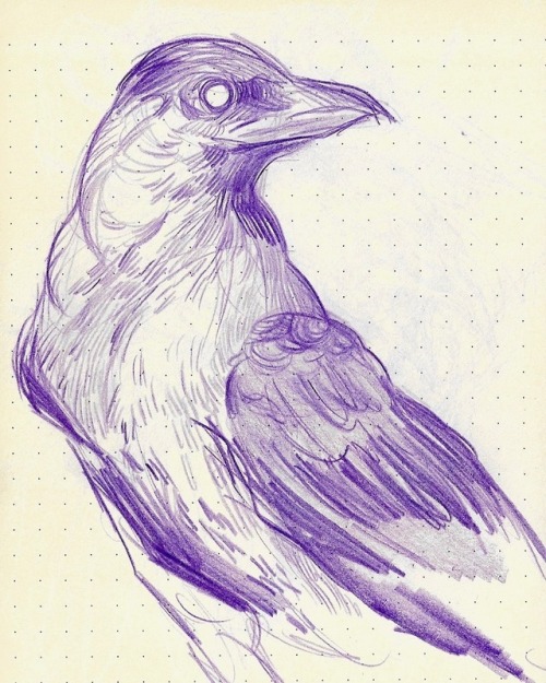 500x625 Crow Pencil Sketch Tumblr - Crow Sketch
