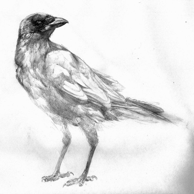 800x800 Crow Sketch By Srhoads Art And Craft Crows - Crow Sketch