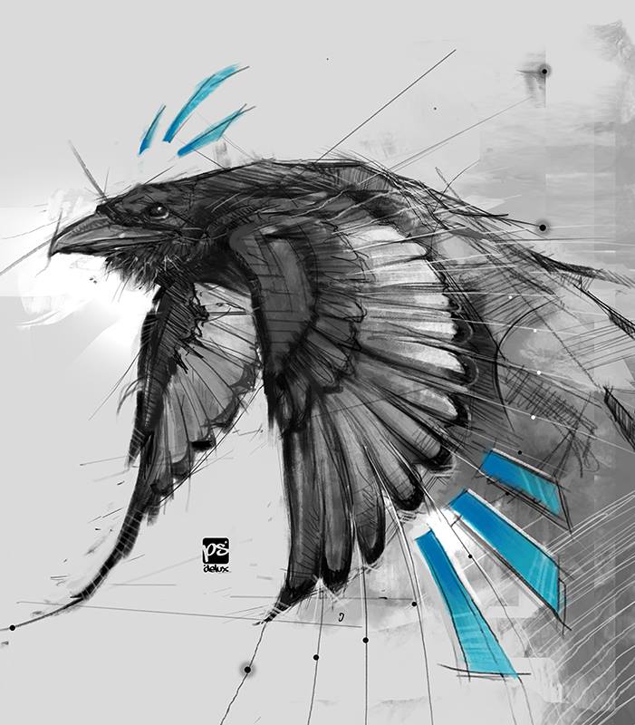701x800 20170916 Crow Sketch Psdelux By Psdeluxe - Crow Sketch Images