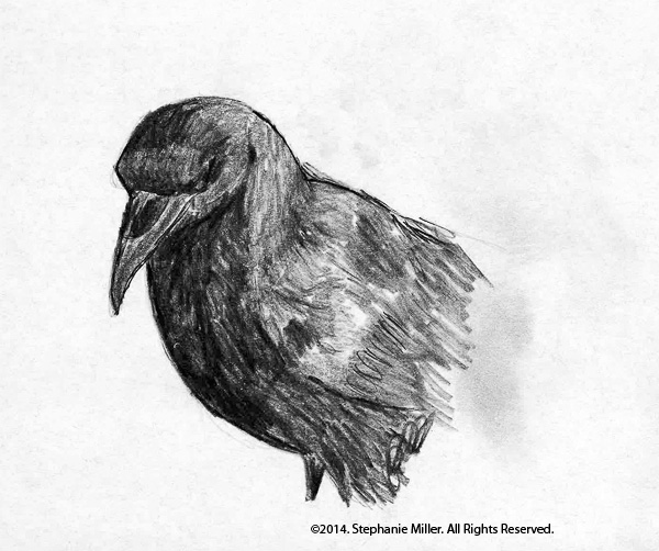 600x502 Crow Sketch Reproduction Stephanie Miller - Crow Sketch Images