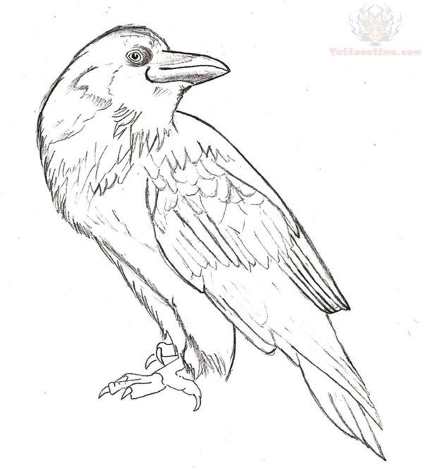 600x670 Crow Sketch Tattoo Design Birds Crow, Tattoo - Crow Sketch Images