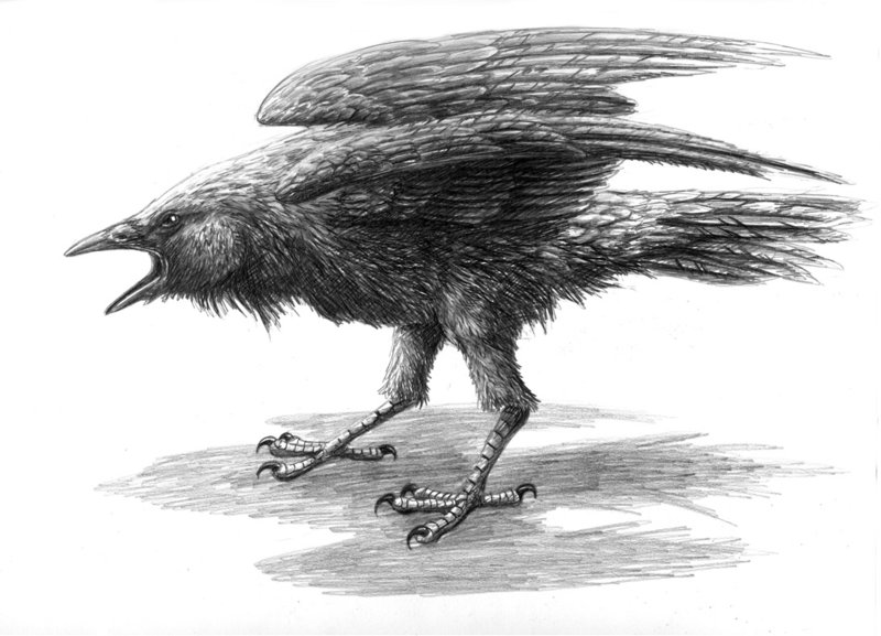 800x577 Crow Sketch By Flowerlark - Crow Sketch Images