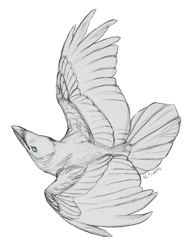 616x800 Crow Sketch By Goosechimera - Crow Sketch Images