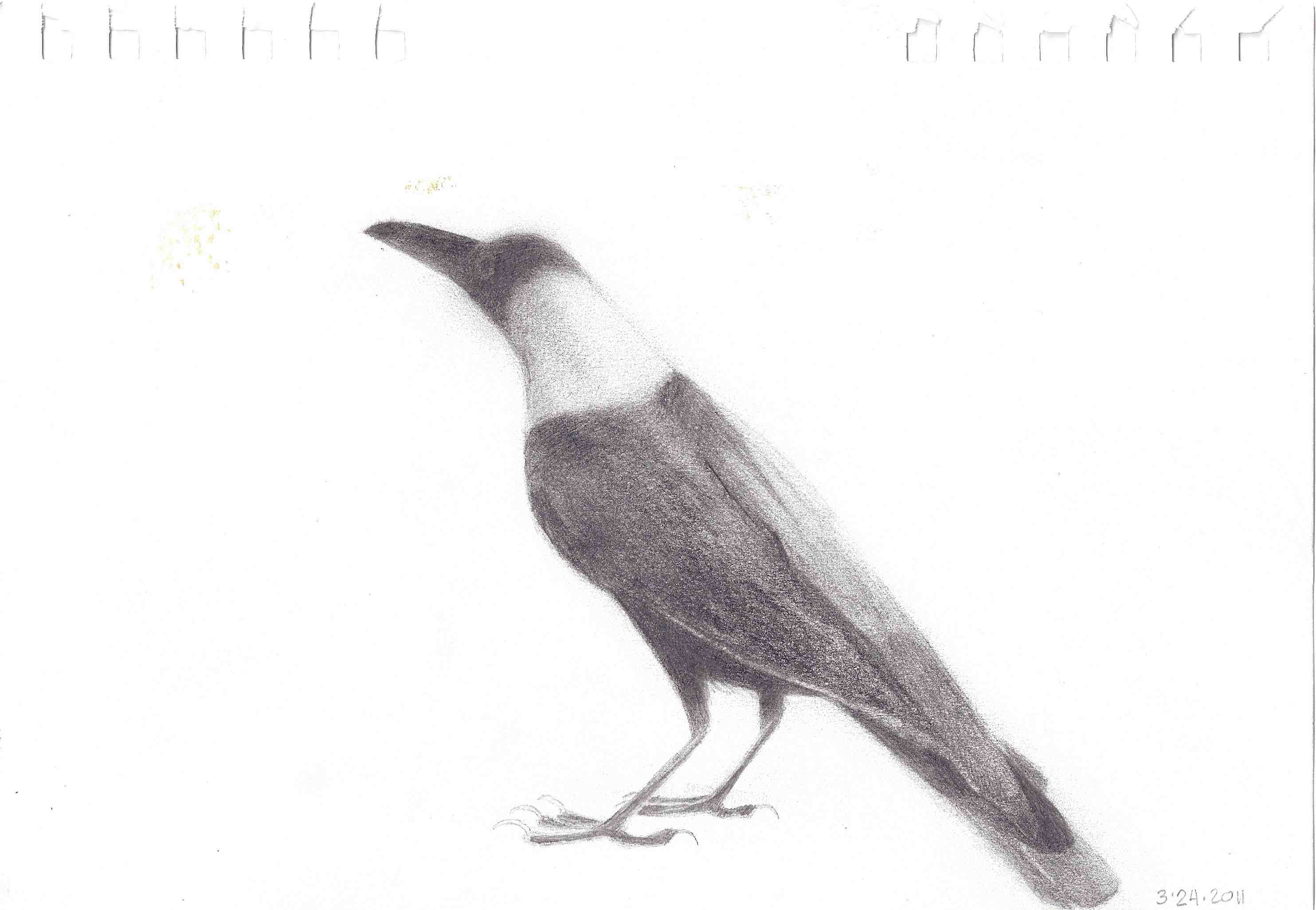 2968x2052 Day Eighty Five, House Crow Of Tamil Nadu Sketchjay - Crow Sketch Images