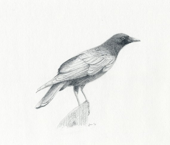 570x489 Original Crow Sketch Etsy - Crow Sketch Images