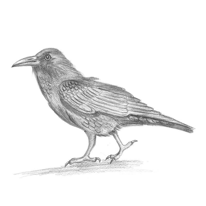 800x800 Pencil Sketch Of Crow - Crow Sketch Images
