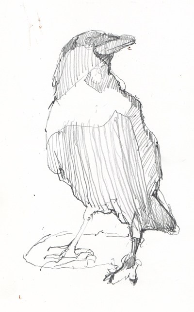 400x642 Quick Crow Sketch Robert Pollien, Artist Maine, Wyoming - Crow Sketch Images