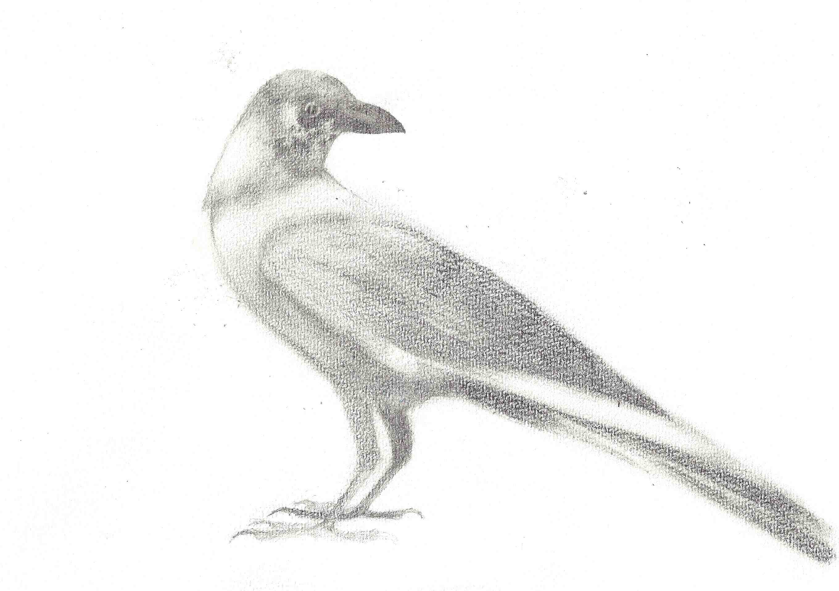 2720x1916 Week Three, House Crow Study Sketchjay - Crow Sketch Images