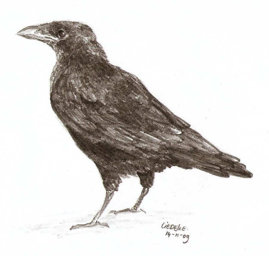 900x859 Crow Sketch By Liedeke - Crow Sketch Images