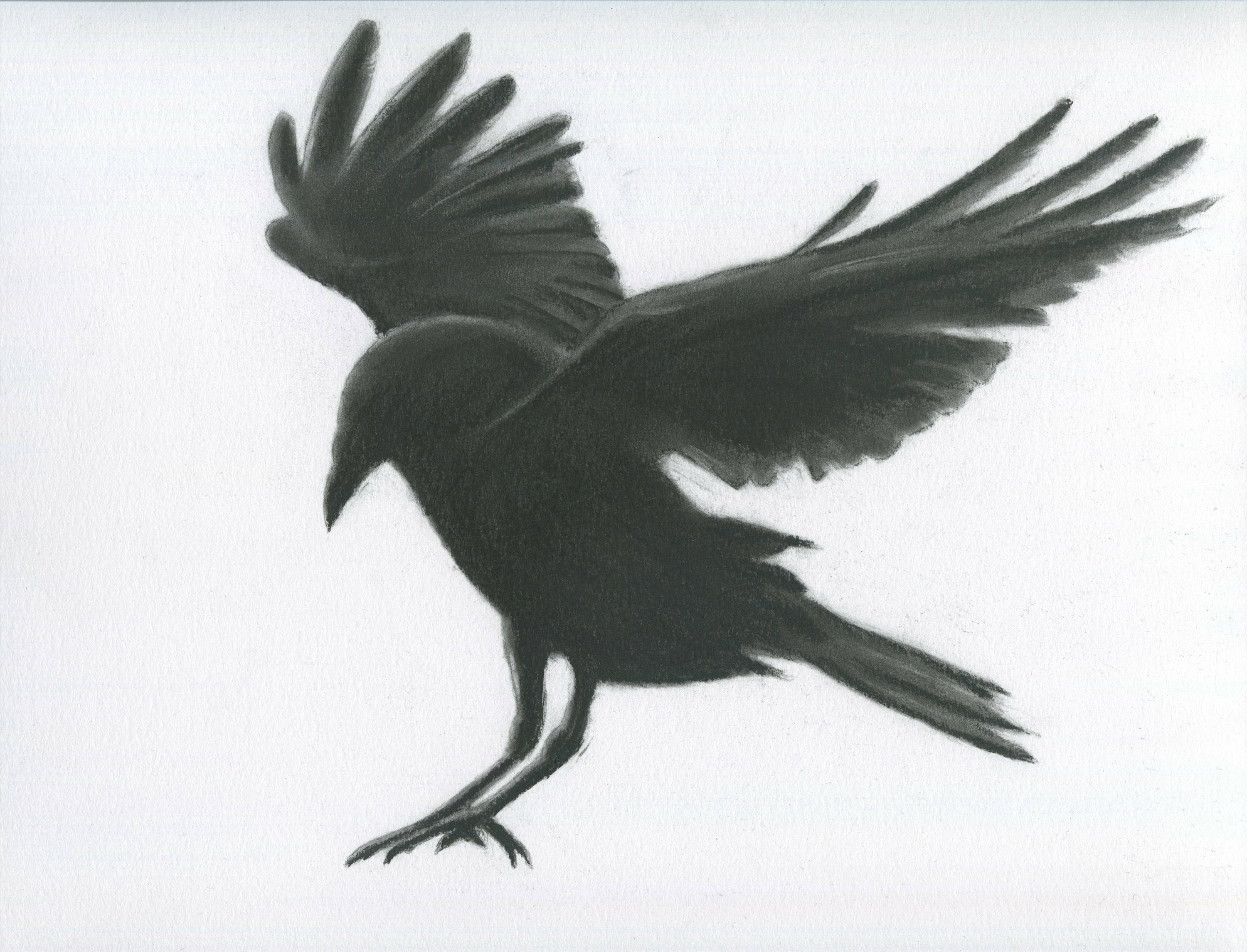 3000x2290 Charcoal Crow 11x14 Original Crow Drawing Etsy - Crow Sketch Images