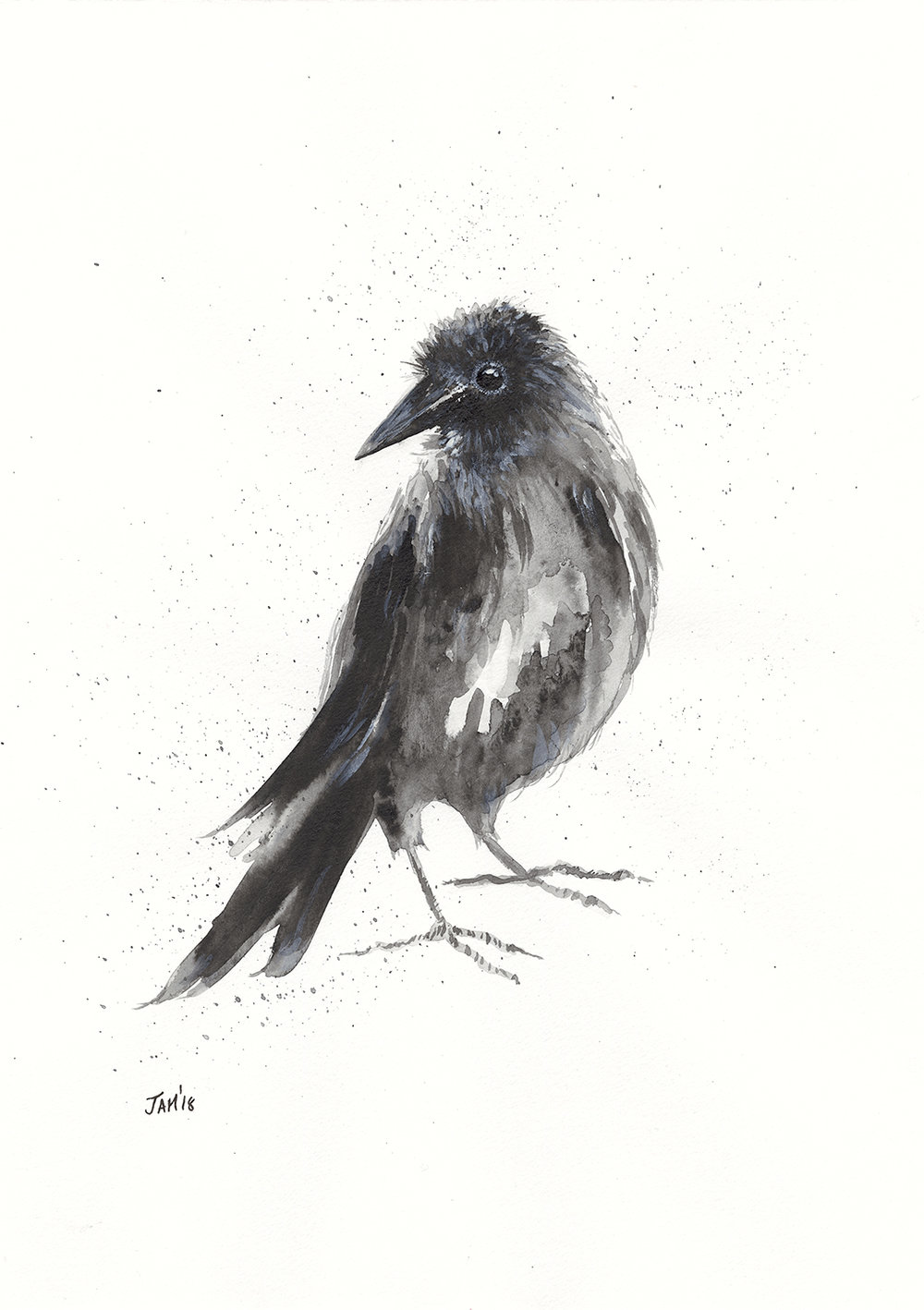 1000x1418 Crow - Crow Sketch Images