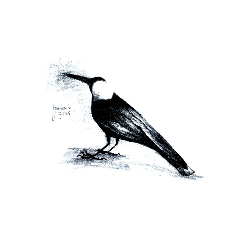 772x768 Crow Sketch! - Crow Sketch Images