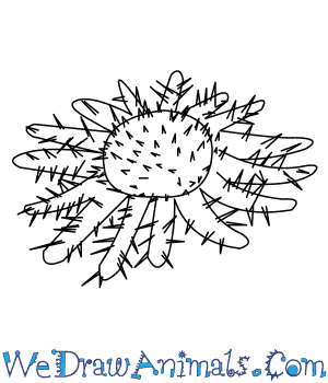 300x350 How To Draw A Crown Of Thorns Starfish - Crown Of Thorns Sketch