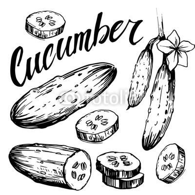 400x400 Cucumber Sketch. Hand Drawn Vector Buy Photos Ap Images - Cucumber Sketch