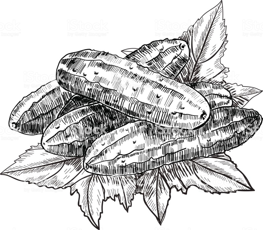 900x789 Download Cucumber Clipart Sushi Vegetarian Cuisine Sketch Sushi - Cucumber Sketch