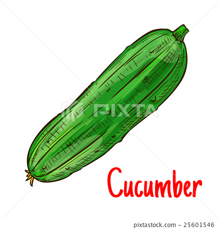450x468 Green Cucumber Vegetable Isolated Sketch - Cucumber Sketch