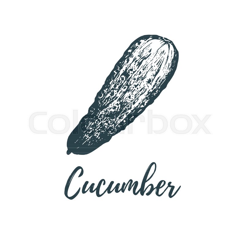 800x800 Hand Drawn Cucumber. Vector Illustration Of Vegetarian Food - Cucumber Sketch