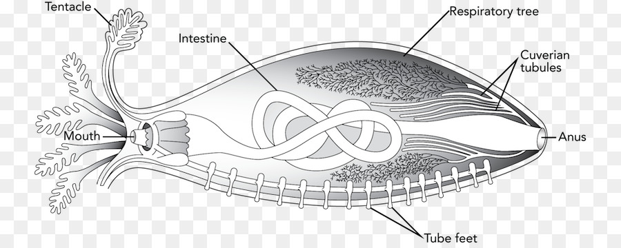 900x360 Scion Xb Toyota 86 Art Sketch - Cucumber Sketch