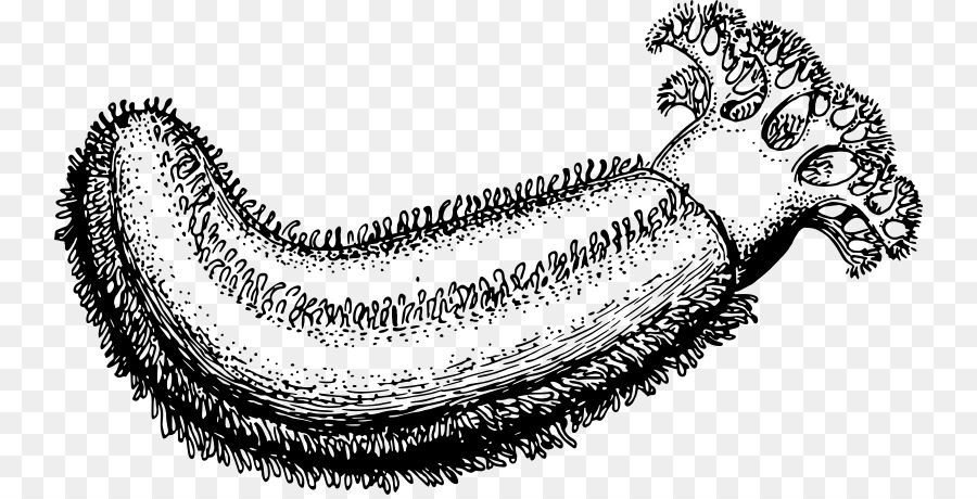900x460 Sea Cucumber Drawing Clip Art - Cucumber Sketch