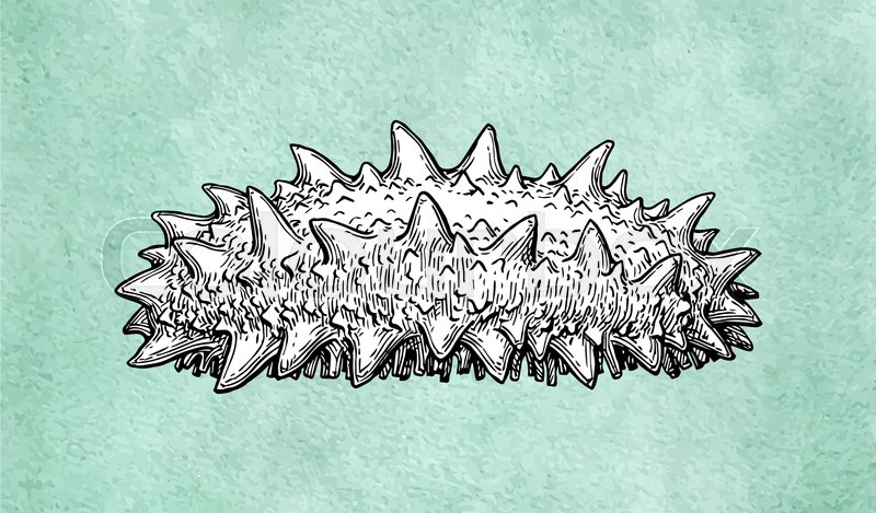 800x469 Sea Cucumber Ink Sketch On Old Paper Background. Hand Drawn Vector - Cucumber Sketch