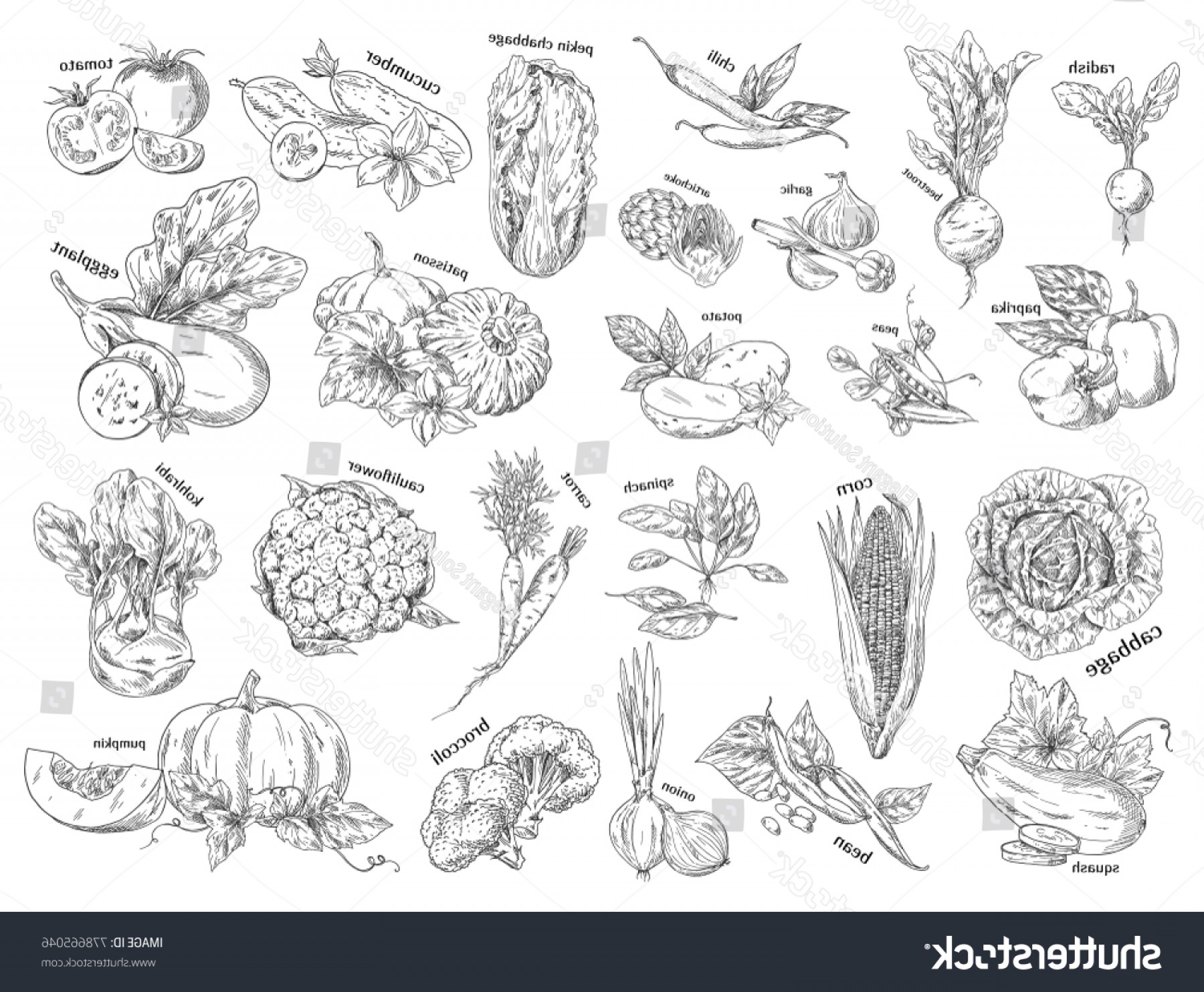 1800x1484 Set Isolated Vegetables Sketch Beetroot Cucumber Shopatcloth - Cucumber Sketch