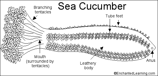 553x267 Collection Of Sea Cucumber Drawing High Quality, Free - Cucumber Sketch