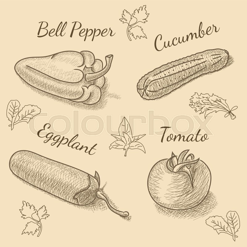 800x800 Set Of Vegetables With Bell Pepper, Eggplant, Cucumber, Tomato And - Cucumber Sketch