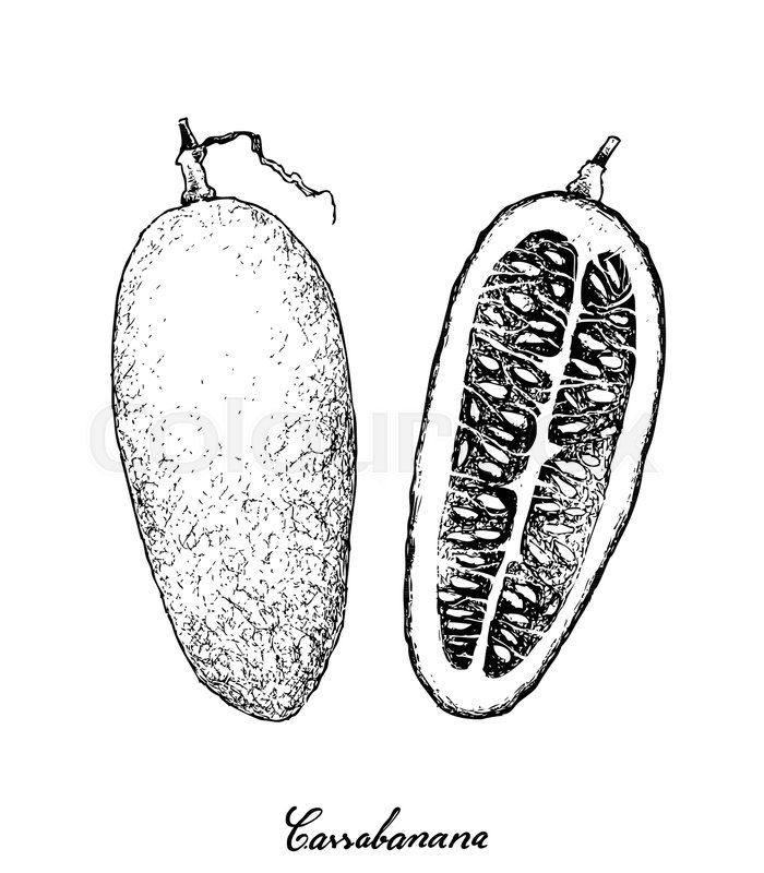 700x800 Vegetable And Fruit, Illustration Hand Drawn Sketch Of Cassabanana - Cucumber Sketch