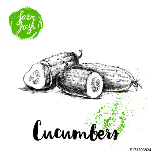 500x500 Hand Drawn Sketch Style Whole Cucumber And Half Of Cucumber With - Cucumber Sketch
