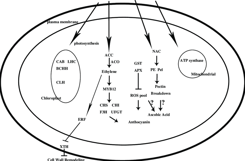 850x559 A Sketch Of The Putative Regulatory Networks Involved In - Cucumber Sketch
