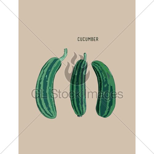 500x500 Cucumber , Sketch Vector. Gl Stock Images - Cucumber Sketch