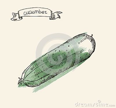 400x373 Cucumber Drawing Ogurec Cucumber - Cucumber Sketch
