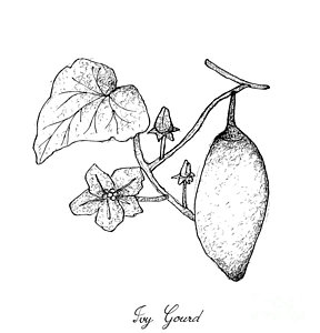 288x300 Cucumber Drawings Fine Art America - Cucumber Sketch